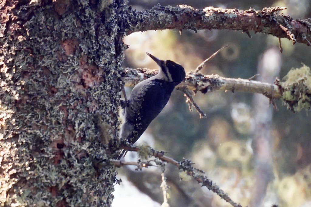 Woodpecker, Black-backed, Acadia NP, Maine, 5-1994 B03P12I02b.jpg - Black-backed Woodpecker